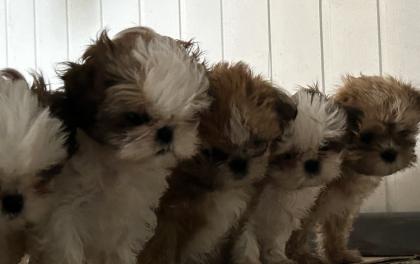 Reinrassige Shi-Tzu Welpen