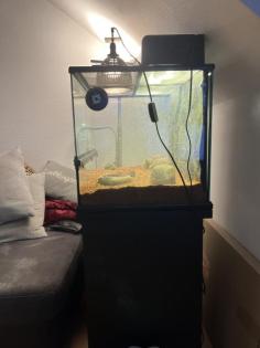 Gecko mit Terrarium