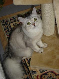 Suche Deckkater Perser Chinchilla