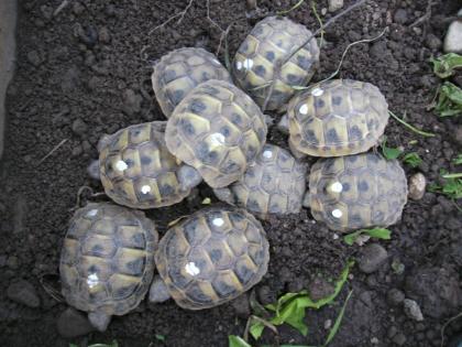 Griechische Landschildkröten Thb, NZ 2021