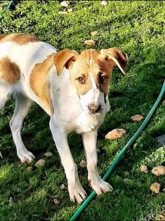 Leon sucht Körbchen sucht Pflege oder Endstelle