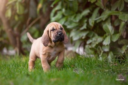 Bloodhound Welpen reinrassig mit Papiere / keine Inzucht Inzest Verpaarung