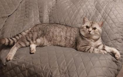 BKH Kitten Britisch Kurzhaar