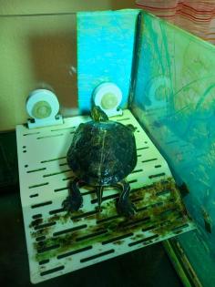 Wasserschildkröte Chrysemys picta dorsalis mit Zubehör