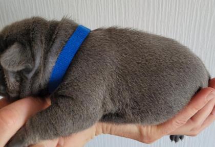Französische Bulldogge - Welpen in blau / blue blue-tan mit Ahnentafel