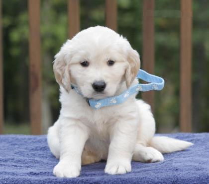 Männlichen und weiblichen Golden Retriever Welpen zu verkaufen