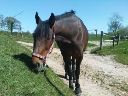 Reitbeteiligung in Flüggendorf zu vergeben