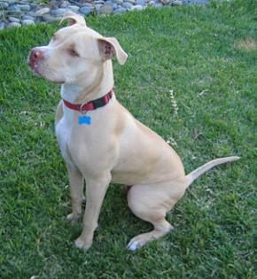 Suche PitBull Mädchen ca. 8w. mit sehr hellen Fell MIT GUTEN WESEN