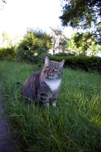 Hübscher, lieber kater abzugeben