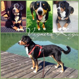 Entlebucher sennenhund welpen-FCI pedigree PRA-A x PRA-A