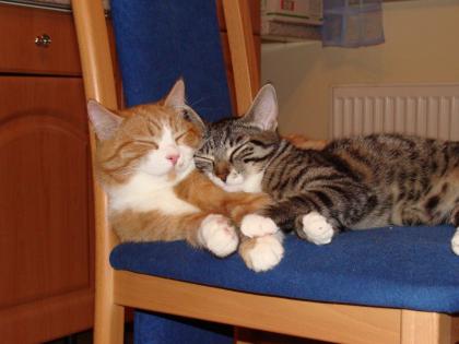 Zwei 1 1/2-jährige Katzen abzugeben