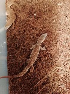 Stachelschwanzwaran / Varanus acanthurus