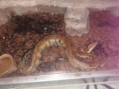 Blutpython