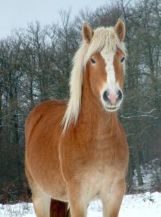 Suche Beistellpferd . wer hat eins
