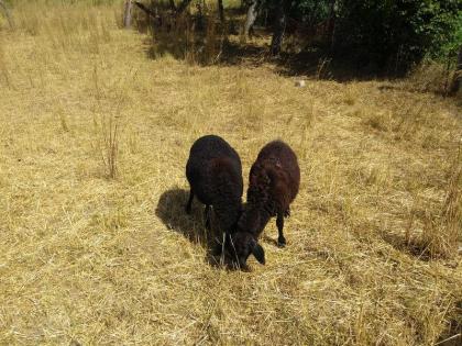 Hissar - Fettsteiß - Schafe Bock Nutztiere
