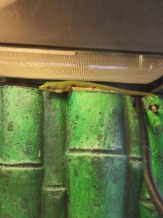 Phelsuma lineata bombetokensis Männchen in gute Hände abzugeben