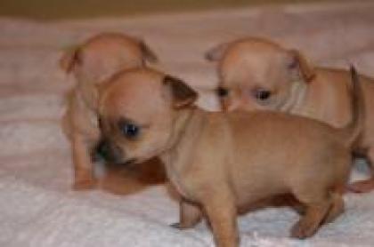 Chihuahua welpen 8 wochen 1 rüde - 1 weibchen