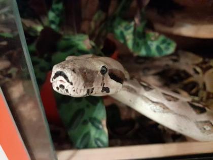 Verkaufe Boa Imperator Männchen Terrarium