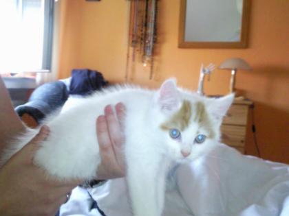 3 Perser katter Geimpft und entwurmt