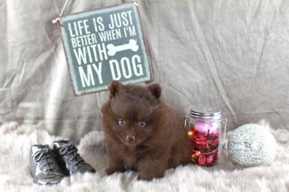 Teacup Pomeranianwelpen braun