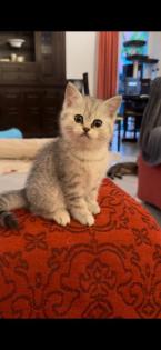 Reinrassige Britisch Kurzhaar Katzenbabys suchen ein schönes zuhause