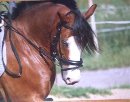 Bieten eine RB an meinem deutschen Reitpony Bochum-Gerthe