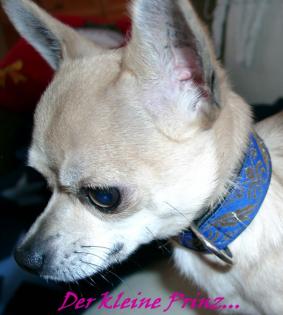 Kurzhaar V1 Chihuahua Deckrüde m. Papieren VDH