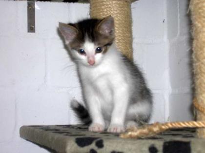 Katzenbabys Leo und Luis, schüchtern chancenlos
