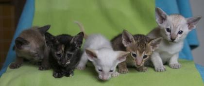 Siam und OKH Kitten