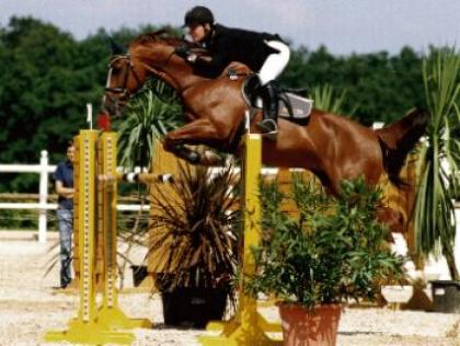 SUCHE Reitbeteiligung