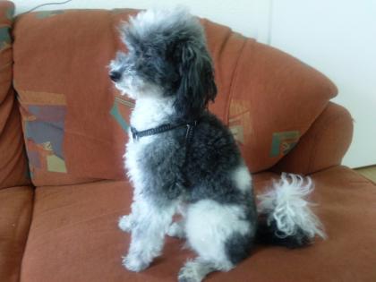 Toypudel Deckrüde sucht Dame