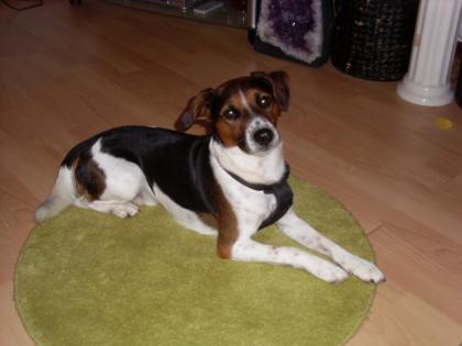 Ein langbeiniger Jack Russell Terrier sucht Hündin zum decken