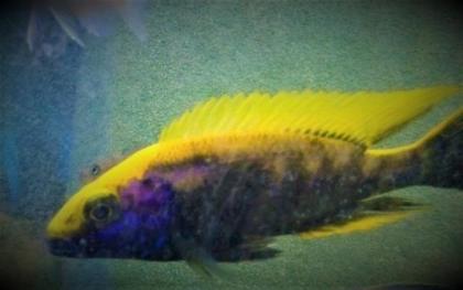 Tanganjika- u. Malawibuntbarsche abzugeben Tropheus, Frontosa, Brichardi, Yello