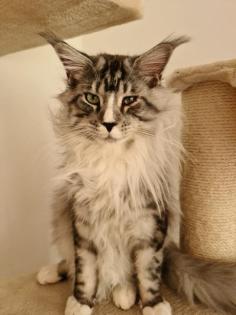 Maine Coon Deckkater