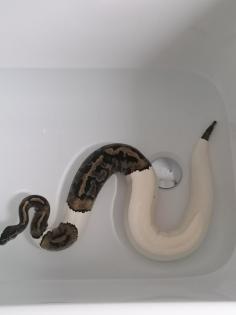 0. 1 Python regius Piebald Königspython Weibchen