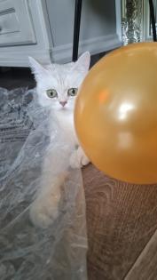 Bkh kitten / Tabby