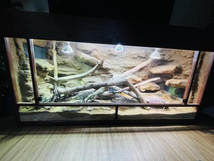 Stachelschwanzwaran Varanus acanthurus männlich, ca. 5 Jahre alt
