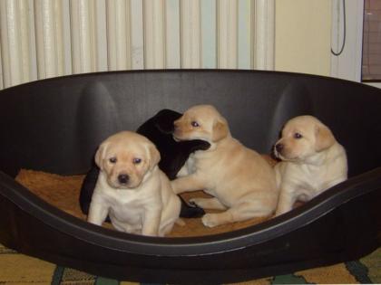 SÜSSE LABRADOR WELPEN