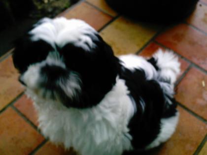 Shih Tzu noch abzugeben