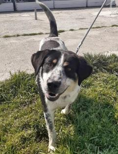 Pongo sucht dringend Pflegestelle oder Endstelle