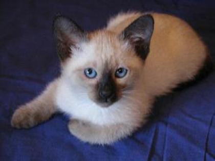 Süße Thaikatzen Baby gesucht