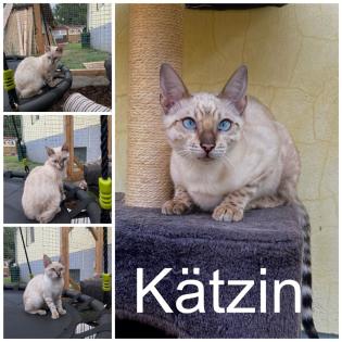 Bengal Jung Katzen 5 Monate alt