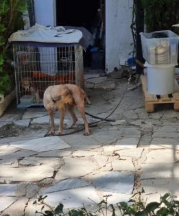 Notfellchen Athina sucht ein passendes Zuhause
