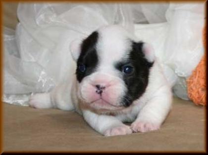 French Bulldog Welpen