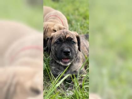 Amerikanische Bulldogge X Golden Retriever Mix welpen