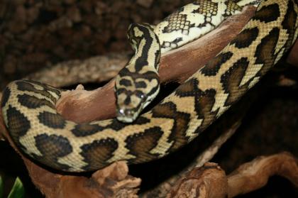 Morelia spilota mcDowelli Sibling 1. 0