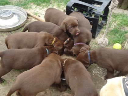 Wurfankündigung Labrador Welpen 15. 02. 2021