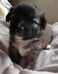 Papillon Pahlene Mix zum verlieben.