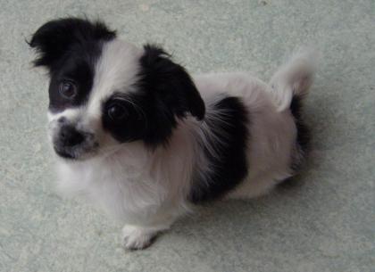 PEKINESE-JACK RUSSEL Welpe 10 Wochen alt