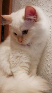 Edel, Traumhaft und Schönheiten Kitten / Ragdoll Neva Masquarade.